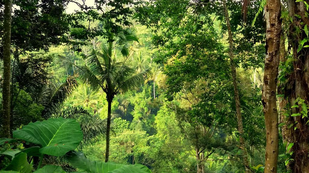 Villa Rimba Ubud Tegallalang  Buitenkant foto