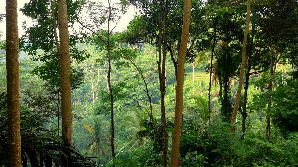 Villa Rimba Ubud Tegallalang  Buitenkant foto