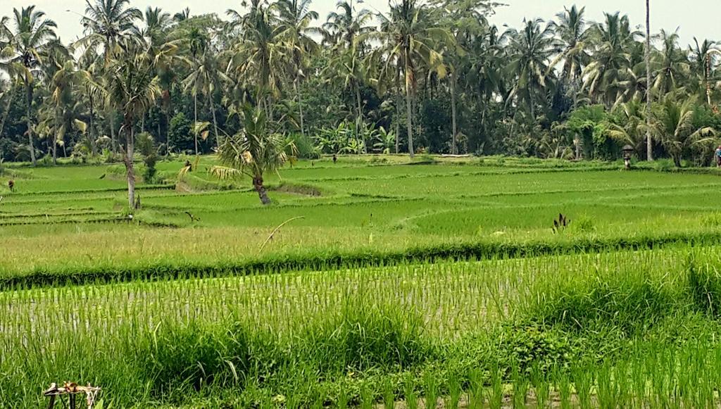 Villa Rimba Ubud Tegallalang  Buitenkant foto